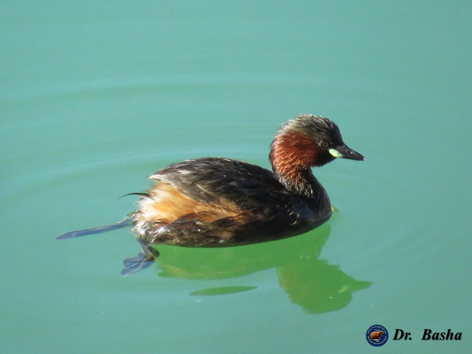 الغطاس الصغير يتكاثر في برك سليمان